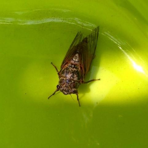 Tibicina haematodes
